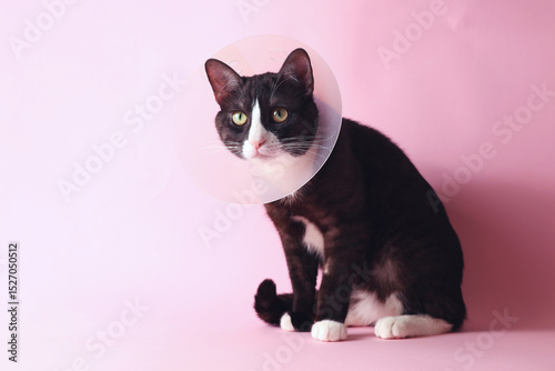 A Cute Cat in a Cone with a Bright Background Adorable Animal Photography