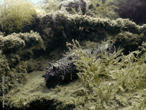 A Black Sea Cucumber (Holothuria forskali) in Tarragona, Spain