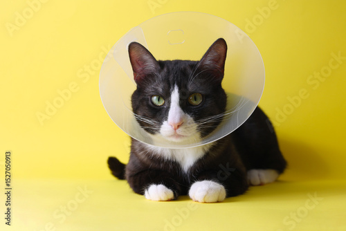 A Cute Cat in a Cone with a Bright Background Adorable Animal Photography