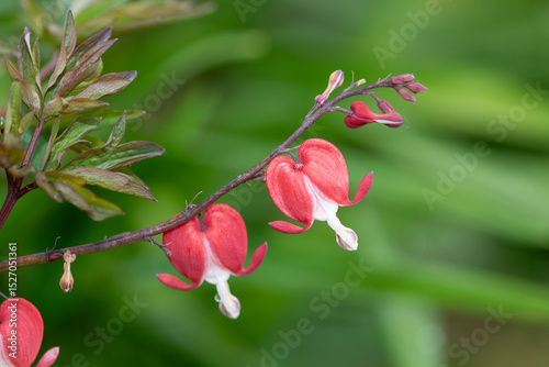 Close up of a bleeding heart (dicentra spectabilis) flower in bloom