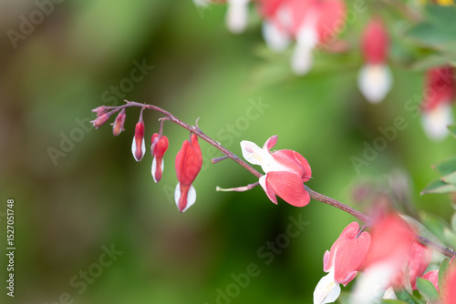 Close up of a bleeding heart (dicentra spectabilis) flower in bloom