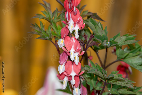 Close up of a bleeding heart (dicentra spectabilis) flower in bloom