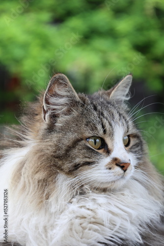 Wallpaper Mural Fluffy resting cat. Fluffy resting cat macro face. High quality photo Torontodigital.ca