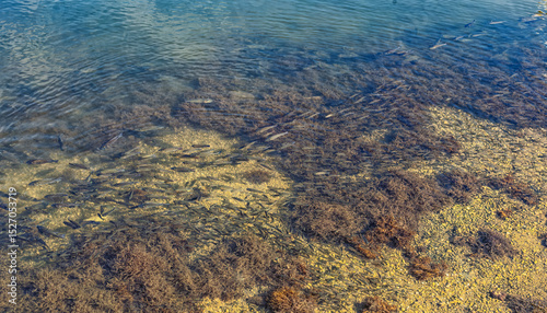 Fototapeta Naklejka Na Ścianę i Meble -  School of Hawaiian Papio Fish, Mullet, in Ala Moana Lagoon on the Island of Oahu.