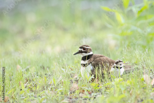 female killdeer with chick by its side