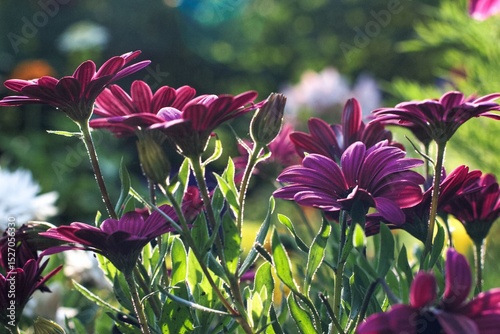 Fototapeta Naklejka Na Ścianę i Meble -  Lush, vibrant flowers in the park in early summer