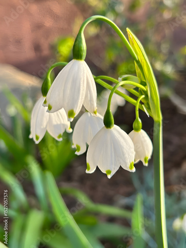 Snowdrops in Spring