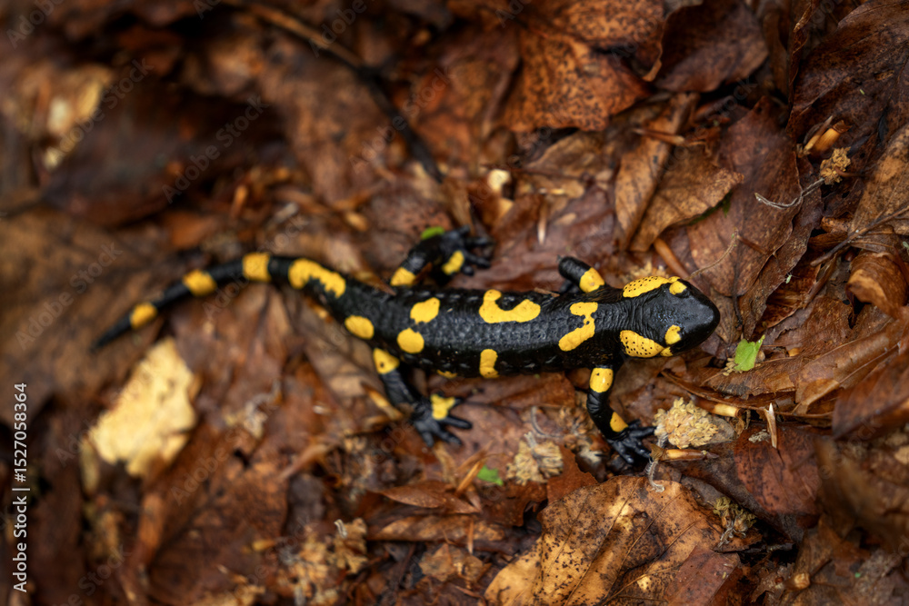 Fototapeta premium Fire salamander in the forest. Black lizard with yellow spots. Salamander on the ground in the leaves.