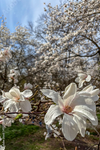 Orchids are blooming gracefully in the botanical garden displaying vibrant colors and exotic elegance in Kyiv, Ukraine.