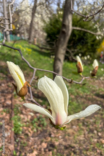 Orchids are blooming gracefully in the botanical garden displaying vibrant colors and exotic elegance in Kyiv, Ukraine.