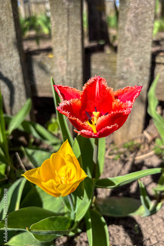 Colorful tulips bloom vibrantly in the garden, bringing a burst of spring beauty and charm to the natural setting
