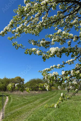 An apple tree is blossoming in the garden in Ukraine, filling the spring air with delicate white flowers and fresh fragrance.
