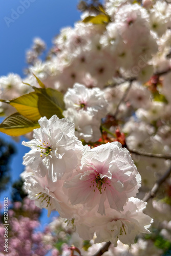 An apple tree is blossoming in the garden in Ukraine, filling the spring air with delicate white flowers and fresh fragrance.
