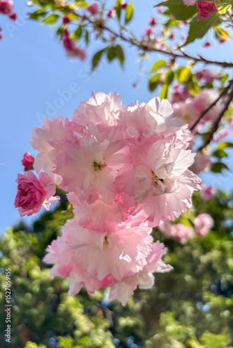 An apple tree is blossoming in the garden in Ukraine, filling the spring air with delicate white flowers and fresh fragrance.
