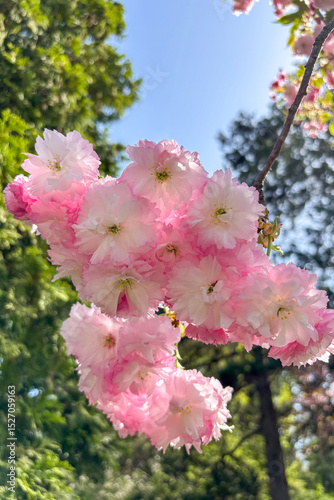 An apple tree is blossoming in the garden in Ukraine, filling the spring air with delicate white flowers and fresh fragrance.
