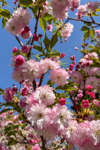 An apple tree is blossoming in the garden in Ukraine, filling the spring air with delicate white flowers and fresh fragrance.
