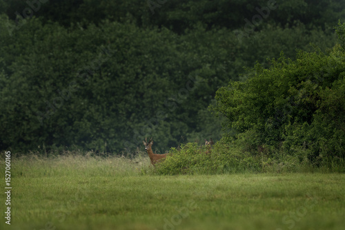 A young roe deer  is standing in a field. Deer is looking directly at the camera. Roe deer during rut.  photo