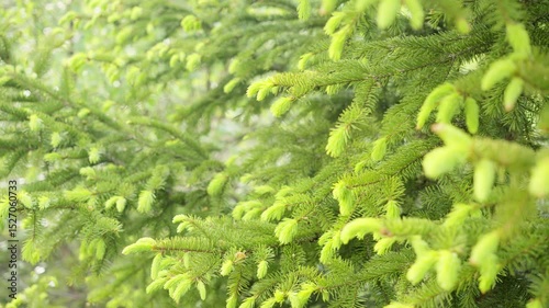 Green fir tree branches sprouting with vibrant new growth, showcasing delicate needles emerging in soft spring light against blurred forest background