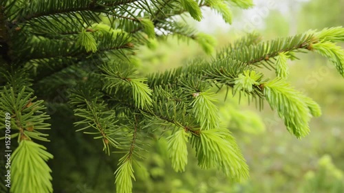 Green sprouts developing on fir tree branches, revealing delicate new growth emerging against softly blurred forest landscape during vibrant springtime renewal