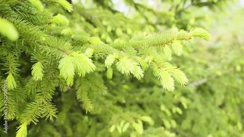 Young fir tree branches displaying vibrant green needles, showcasing delicate new growth and freshness of springtime renewal in forest ecosystem
