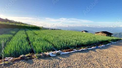 fresh spring onions in the morning, sukomakmur, magelang, indonesia.