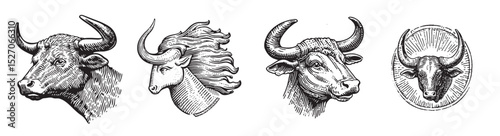 Vintage Illustrations of Various Bull and Oxen Head Designs, logo design, engraving design, vector illustration