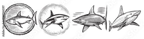 Vintage Ocean Illustrations Featuring Sharks in Various Styles, logo design, engraving design, vector illustration