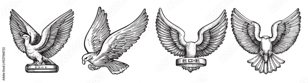 Fototapeta premium Detailed Collection of Ornate Eagle Illustrations in Vintage Style, logo design, engraving design, vector illustration