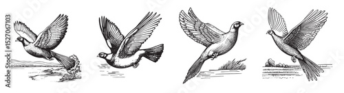 Vintage Illustrations of Birds in Flight Captured in Detailed Art, vintage retro hipster logo design, vector illustration, engraving design