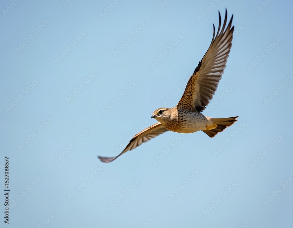 Obraz premium Eurasian Skylark Alauda arvensis bird flies against clear blue sky. Brown feathered animal with wings outstretched soars in sunny sky. Bird in flight. Natural wildlife, animal, ornithology theme.