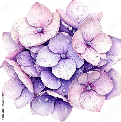 Fototapeta Naklejka Na Ścianę i Meble -  Violet hydrangea flower isolated watercolor vector clipart drawing.Botanical Floral painting.Poster.Sticker.Print.Pattern.Cover.Cards.Scrap book image.Decoration element.Decor.Canvas wall art.