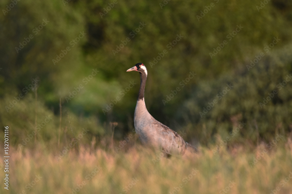 Naklejka premium A crane in the grass in Warmia, Poland