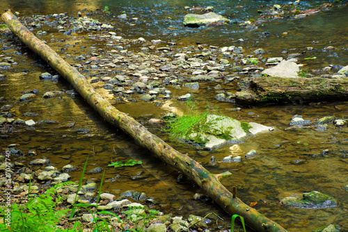 A calm forest stream with moss-covered logs and scattered rocks reflects light in a serene woodland setting.