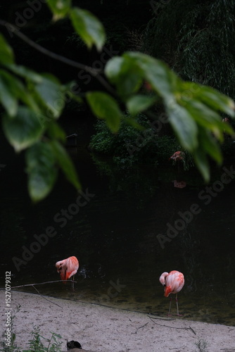 Flamingos in the lake. Animals in the zoo. Wild animals in nature. 