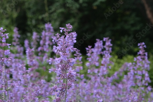 Purple flowers in close-up. Floral background of red flowers. 