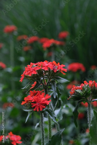 Red flowers close-up. Floral background of red flowers. 