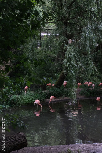 Flamingos in the lake. Animals in the zoo. Wild animals in nature. 