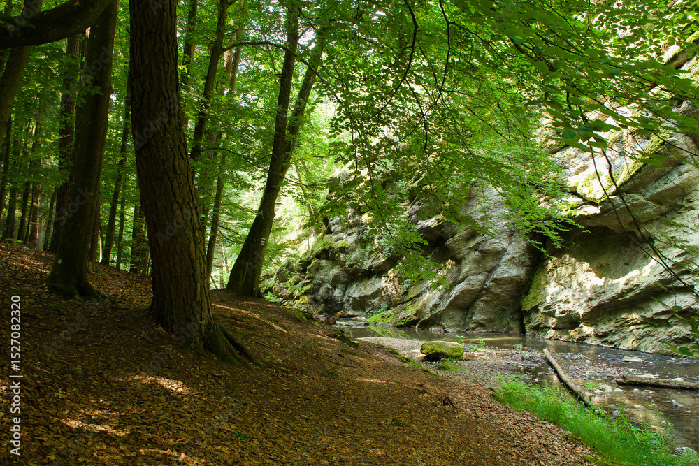 Obraz premium A tranquil forest path winds along a mossy cliff and stream, dappled with light filtering through a dense green canopy.