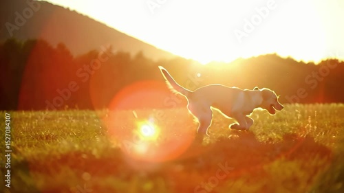 Dog running in a meadow