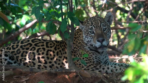 Wild Jaguar Resting in Dense Pantanal Jungle Habitat