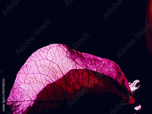 Tableau sur toile abstract photography of Fuchsia bracts of bougainvillea on a dark background