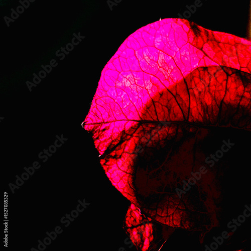 square photograph of the silhouette of a bougainvillea bracts on a dark background