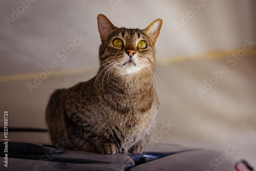 gato atigrado