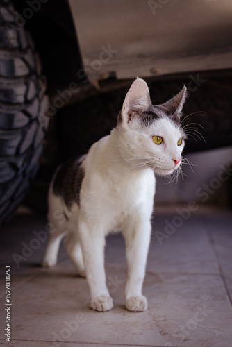 gato joven bicolor