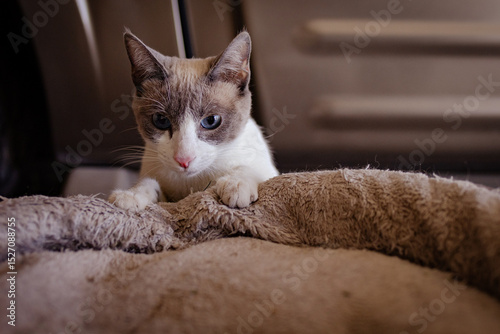 gatita blanca asomándose