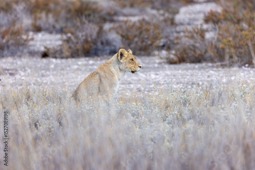 lion cub in Tosha