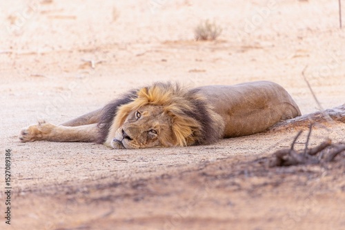 lion lying on the ground