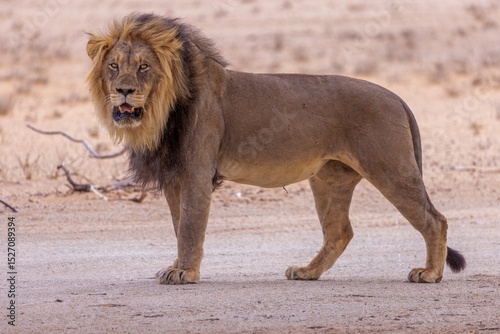 lion in the sand