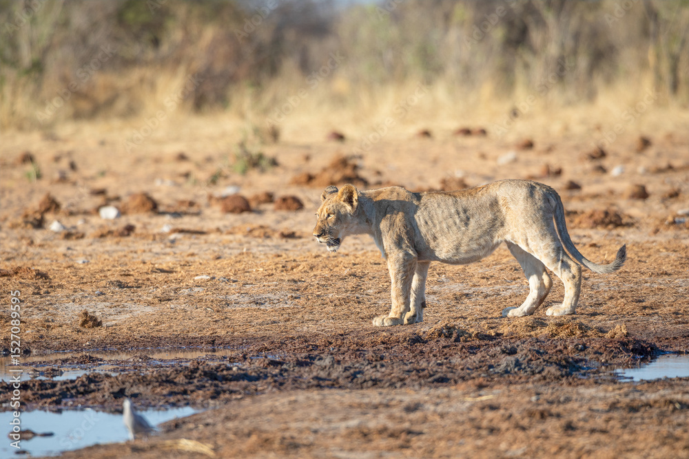 Fototapeta premium Lion at Etosha National Park, Namibia