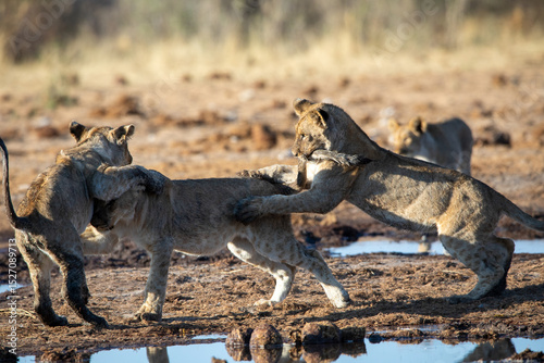 Lion at Etosha National Park, Namibia